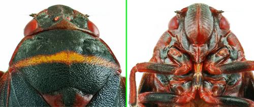 Prosapia bicincta